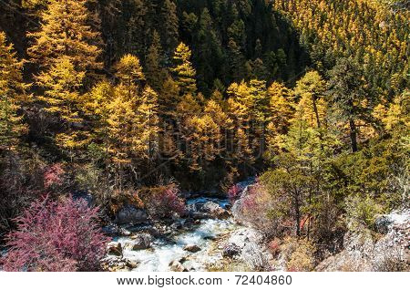 Colorful Autumn