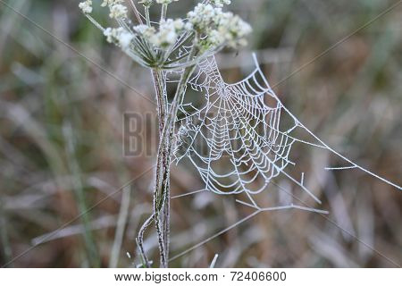 autumn web on a blade in morning fog