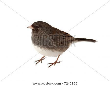 Tummasilmäiset Junco Junco Hyemalis