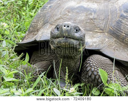 Galápagos giant tortoise, close up.