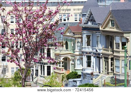 Painted Ladies