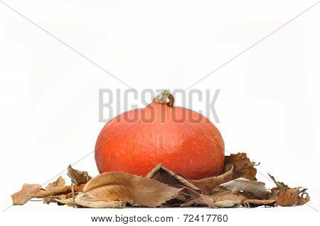 Squash On Dead Leaves