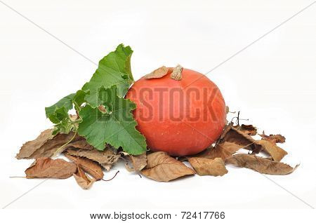 Squash On Dead Leaves