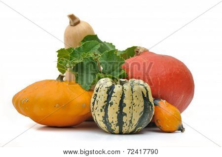 Various Squashes