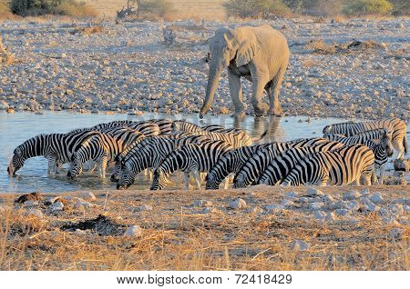 Elephant And Zebras At Sunset