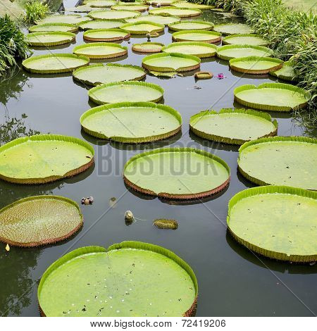Victoria Regia - The Largest Water Lily In The World