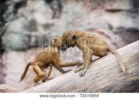 Two Little Cubs Of Guinea Baboon Are Playing On The Tree Trunk