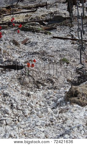 WW1 battlefield with poppies (colour)