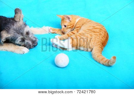 Animals At Home Dog And Cat Playing Together On Bed