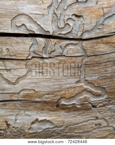 Old And Corroded Tree Trunk