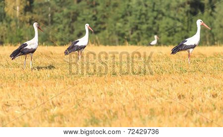 Walking White Storks on and forest background