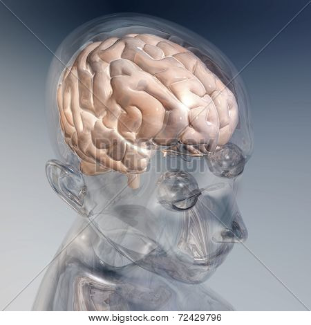 Human Brain