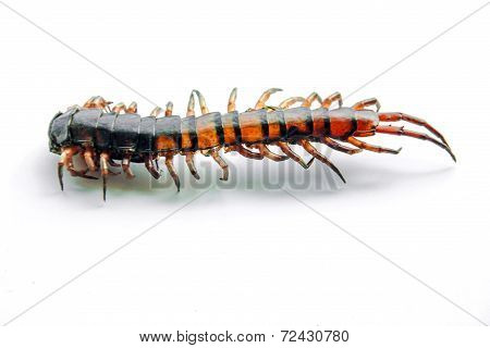Die Centipede Ethmostigmus Rubripes