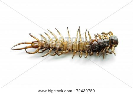 Die Centipede Ethmostigmus Rubripes