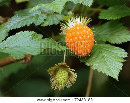 Salmonberry