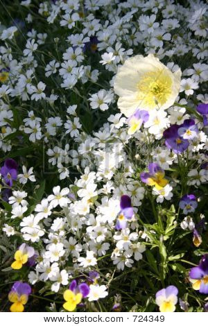 グランド ・ ティトン国立公園内の野生の花