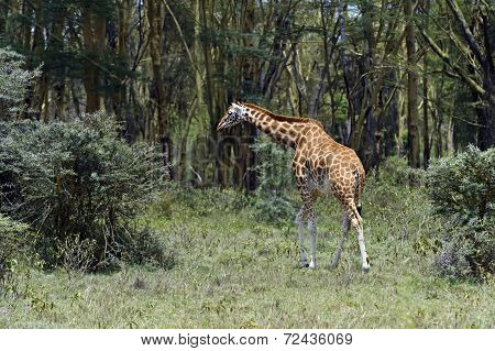 Giraffe