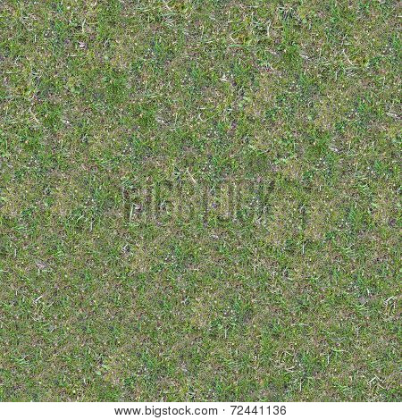 Grassplot with Green and Yellowed Grass.