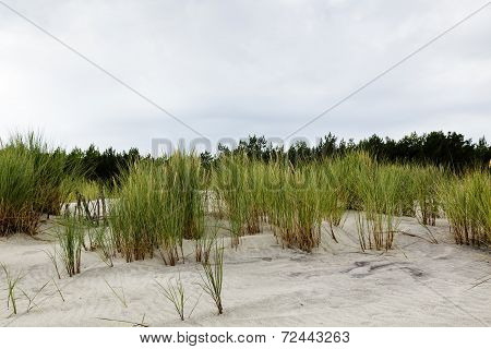 Sandy Dune Covered With The Greenery