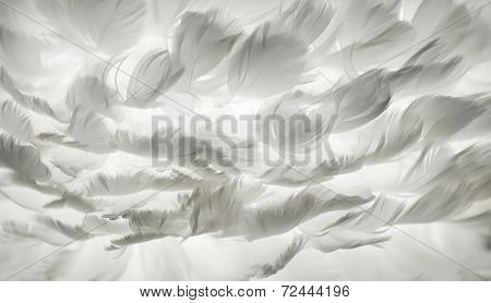 White feather background