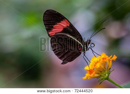 Postman butterfly