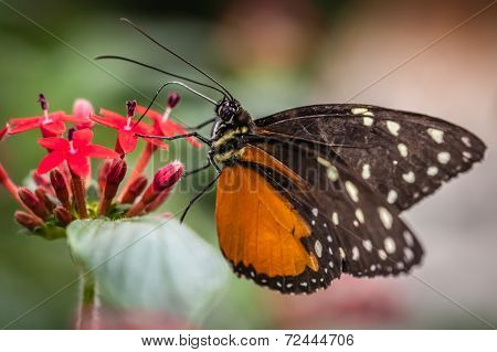 Monarch butterfly
