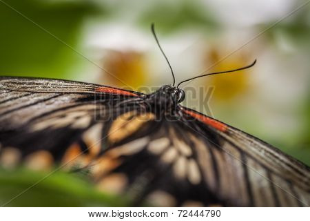 Great mormon butterfly close up