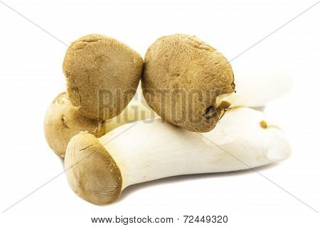 Eringi