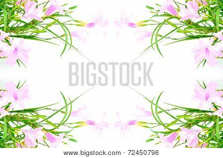 Ruellia Squarrosa