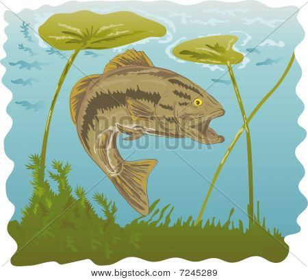 Bas largemouth