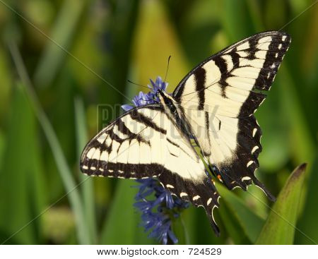 Swallowtail
