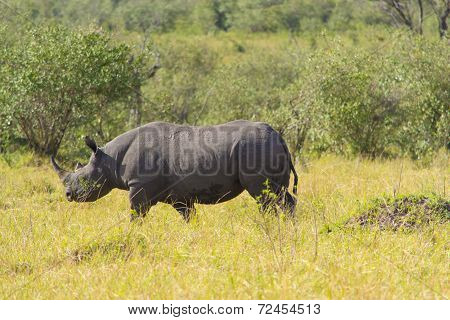 Black rhino