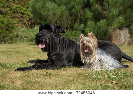 Yorkshire Terrier And Big Black Schnauzer Dod On The Lawn.