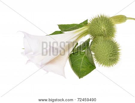 (Datura stramonium) flower