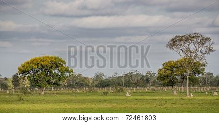 Termite nests in Pantanal, Brazil