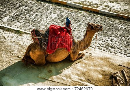 camel