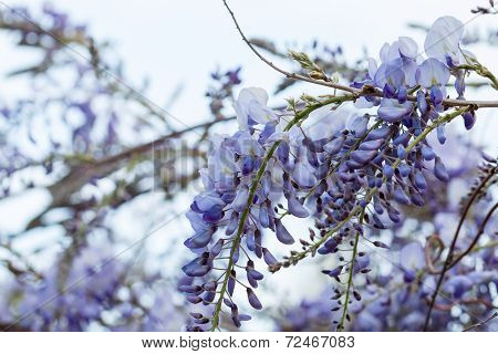Purple Plants