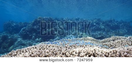Chromis peces