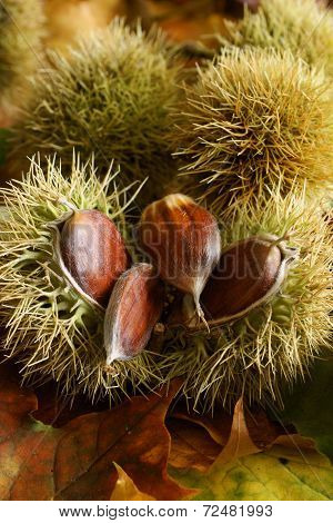 Chestnuts