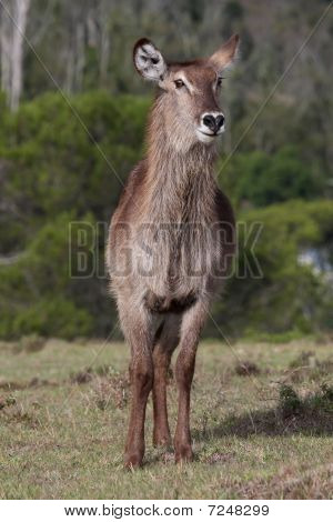 หญิง waterbuck