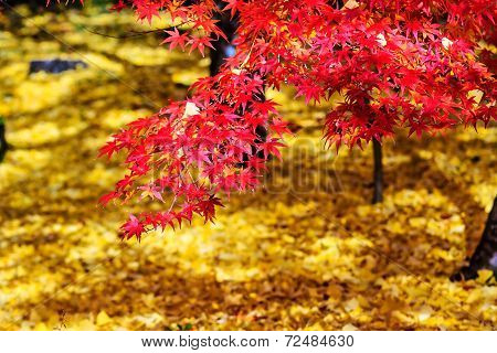 Autumn Colors In Eikando Temple, Kyoto, Kansai, Japan