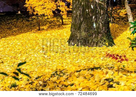 Autumn Colors In Eikando Temple, Kyoto, Kansai, Japan