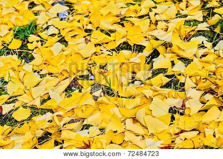 Autumn Colors In Eikando Temple, Kyoto, Kansai, Japan