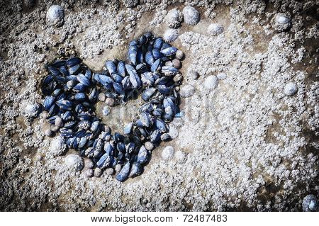 Mussels Growing In Shape Of Heart