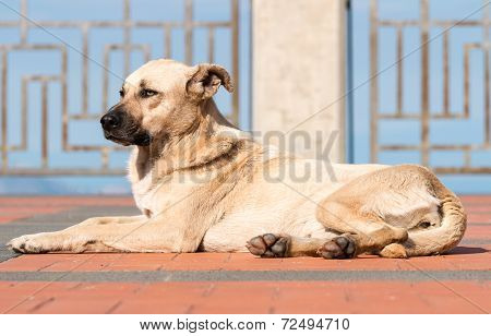 Dog