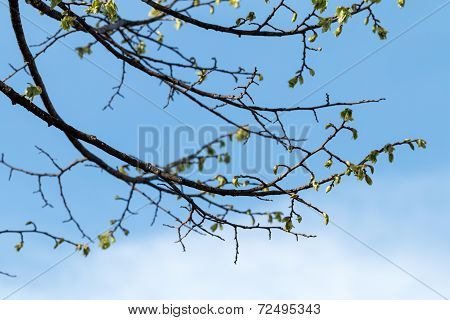 Leaves And Twigs