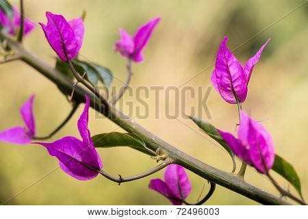 Purple Plants