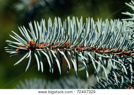 Needles Of Blue Spruce