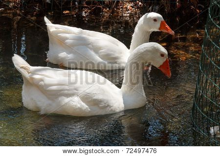 Ducks