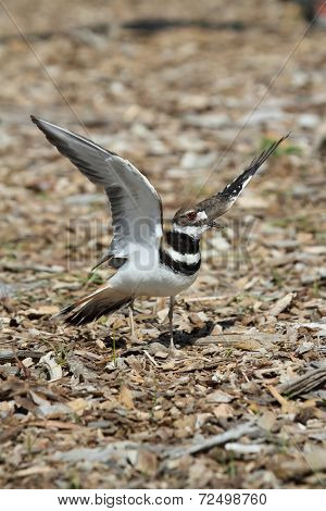 Killdeer (charadrius Vociferus)
